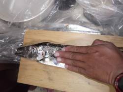 本荘人工島　雨の中でも引き釣りでタチウオ釣…